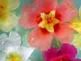 flowers-الزهور